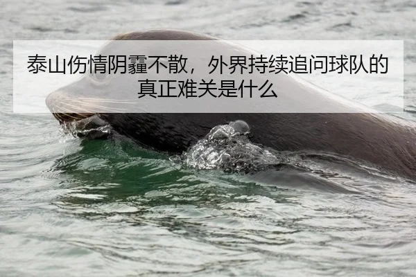 泰山伤情阴霾不散，外界持续追问球队的真正难关是什么 - AG live